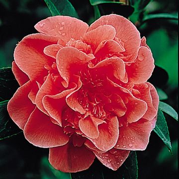 Camelia Red Camelia Red