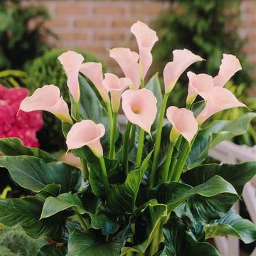 Zantedeschia Pink Zantedeschia Pink