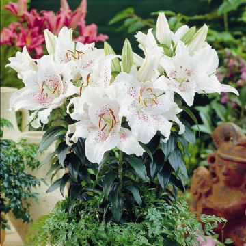 Lilium orientale Muscadet Lilium orientale Muscadet