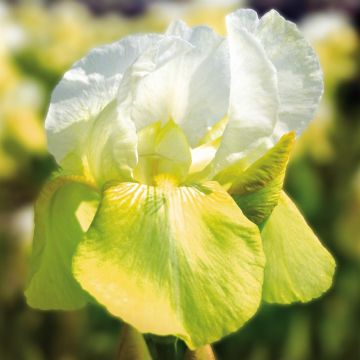 Iris barbata Tulip Festival Iris barbata Tulip Festival