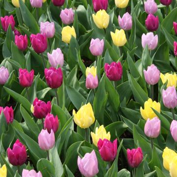 Sunny-Candy-Purple Prince Mix Sunny-Candy-Purple Prince Mix