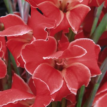 Gladioli Atom B Gladioli Atom B