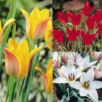 Tulip Coll Lady Jane Kolpokowskiana Linfolia