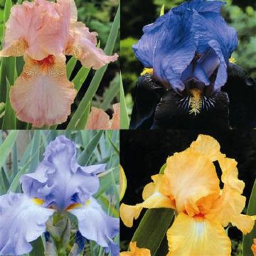 Iris Barbata Coll of 4