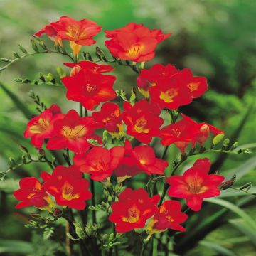 Freesia enkel rood Freesia enkel rood