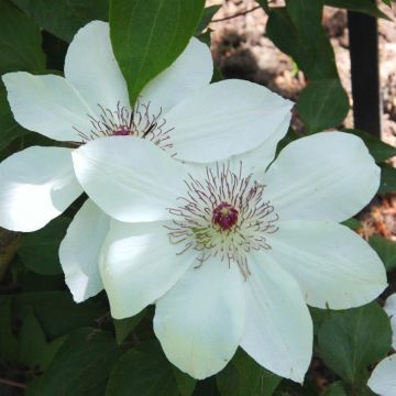 Clematis Miss Bateman Clematis Miss Bateman