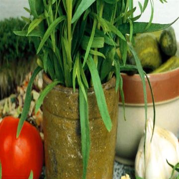 3 1060 Tarragon picture