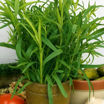 3 1060 Tarragon picture