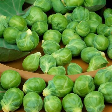 1 2335 Brussels Sprouts