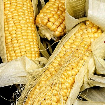 2 2420 Sweetcorn 2 2420 Sweetcorn