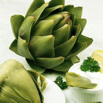 3 2050 Artichoke