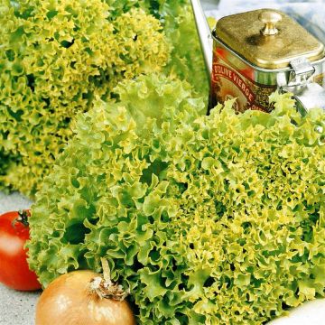 3 2668 Lettuce 'Lollo Bionda'