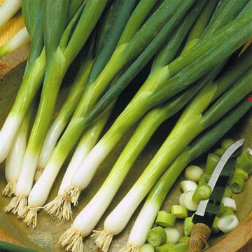3 2883 Spring Onions