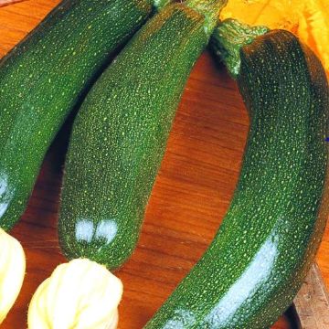 3 2962 Courgette