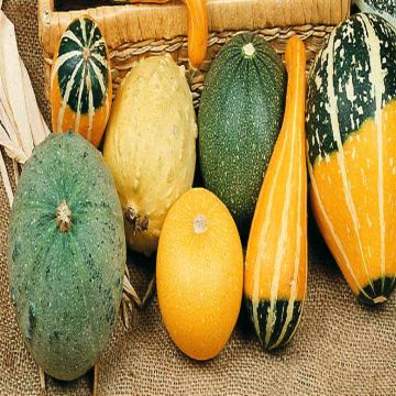 1 4230 Ornamental Gourds