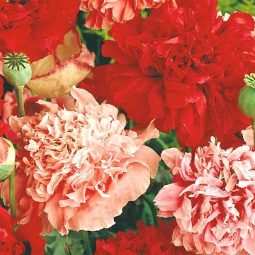 1 4550 Poppy Paeony