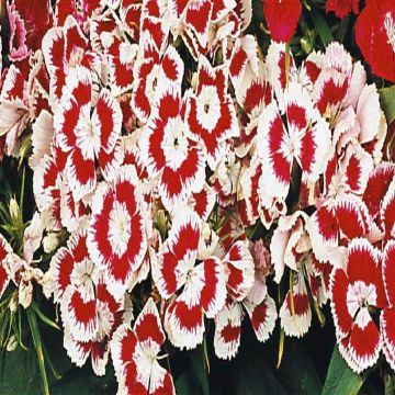 2 4260 Sweet William 'Wee Willie'