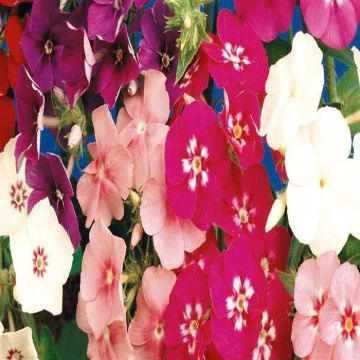 2 4642 Phlox Mix