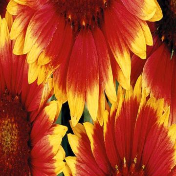 2 5355 Gaillardia 'Blanket Flower'