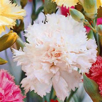 Carnation 'Grenadin'