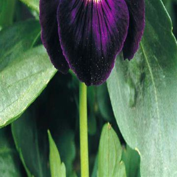 3 5170 Viola Pansy 'Berna'