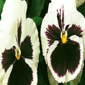 3 5188 Viola Pansy 'Silverbride'