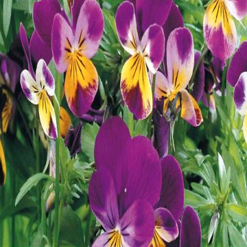 3 5198 Viola Cornuta 'Johnny Jump Up'