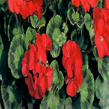 7 4556 Geranium 'Mustang'