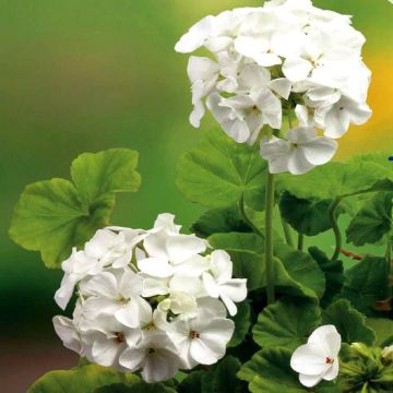 7 4562 Geranium Apollo, White