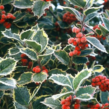 Ilex aquifolium Argentea Marginata