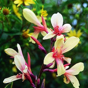 Canna Glauca Panache