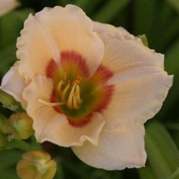 Hemerocallis Ethel Smith