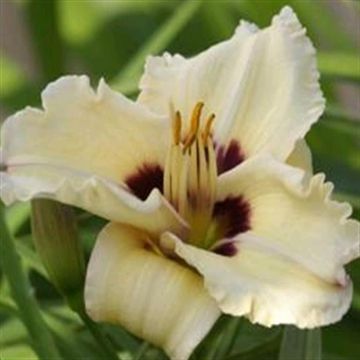 Hemerocallis Uri Winniford