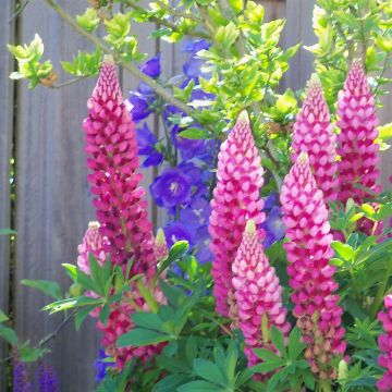 Lupine Pink blue 04