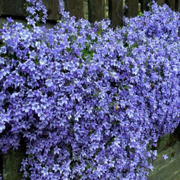 Campanula portenschlagenia Campanula portenschlagenia