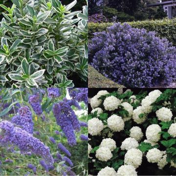 Coastal shrubs