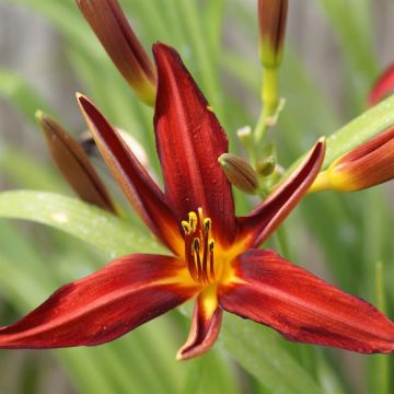 Hemerocallis Crimson Pirate