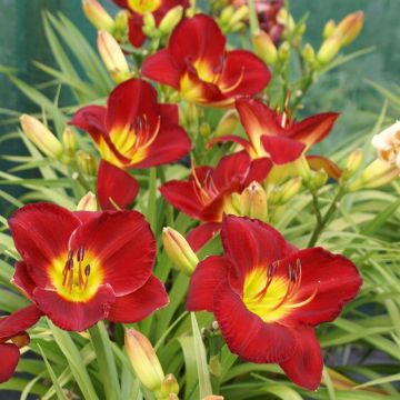 Hemerocallis Scarlet Orbit 02