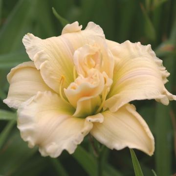 Hemerocallis Schnickel Fritz