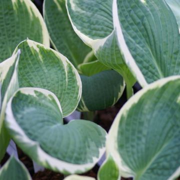Hosta Barbara Ann