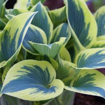 Hosta First Frost Hosta First Frost