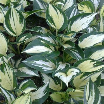 Hosta Pathfinder 02