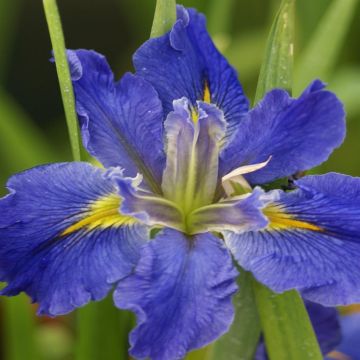 Iris louisiana All Agaze Iris louisiana All Agaze