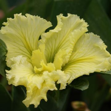 Iris louisiana Spanish Ballet Iris louisiana Spanish Ballet