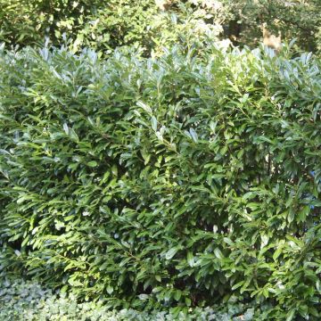 Prunus Otto Luycken a Prunus Otto Luycken a