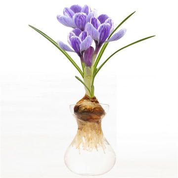 crocus glas blue striped