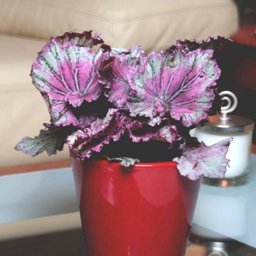 Begonia Purpe