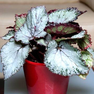 Begonia Grey