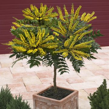 Mahonia stam1 Mahonia stam1