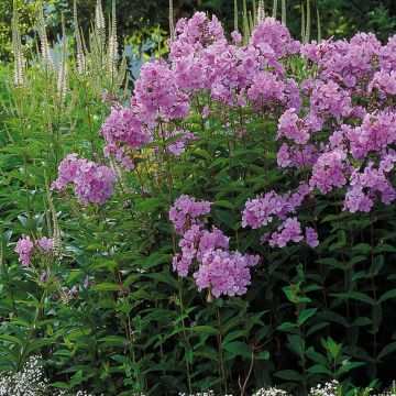 Phlox Paniculata Purple Phlox Paniculata Purple